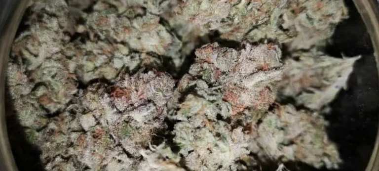 Cogollos secos y curados de Banana Kush en un tarro de cristal, mostrando la densa capa de resina y los pistilos marrones característicos de la genética Kush.
