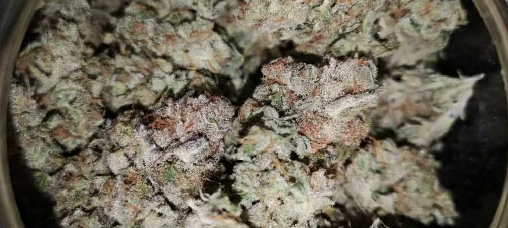 Cogollos secos y curados de Banana Kush en un tarro de cristal, mostrando la densa capa de resina y los pistilos marrones característicos de la genética Kush.