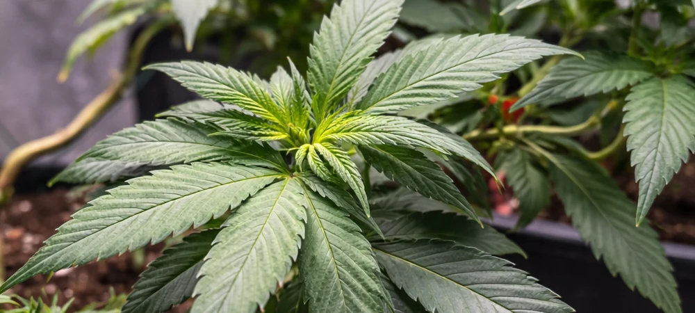 Plantas de Gelato en crecimiento vegetativo en macetas dentro de armario de cultivo interior con luz LED.