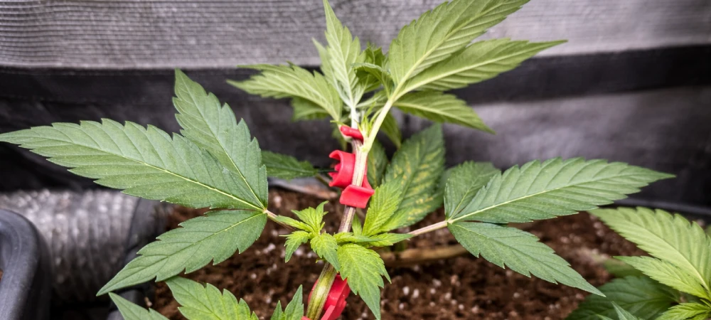 Planta joven de Gelato entrenada con técnica LST utilizando clips rojos en cultivo interior durante fase de crecimiento.