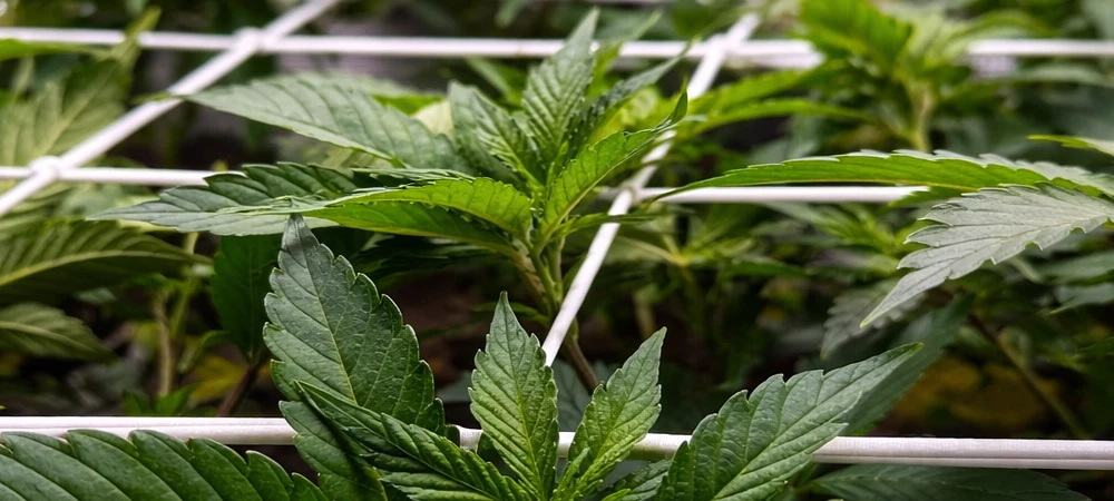 Plantas de Gelato en fase vegetativa cultivadas en interior con técnica SCROG y malla de entrenamiento bajo iluminación LED.