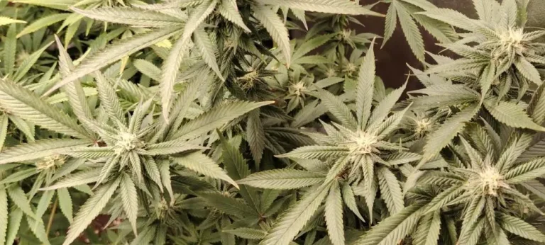 Planta de Ghost Train Haze en floración en cultivo interior mostrando estructura sativa y múltiples puntos de flor