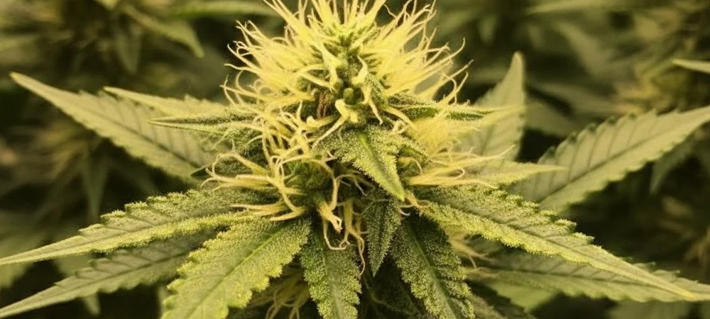 Primer plano de un cogollo de Girl Scout Cookies en las primeras semanas de floración, mostrando pistilos blancos y la formación inicial de resina sobre las hojas de azúcar.