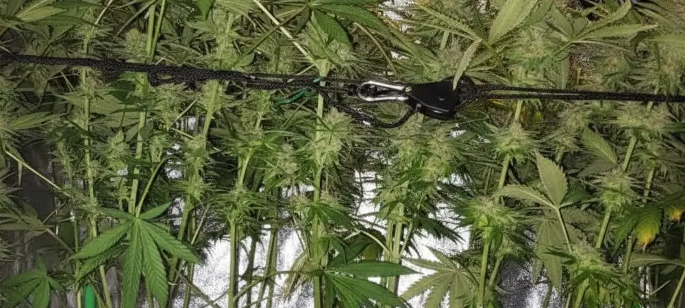Vista lateral de plantas Gorilla Glue #4 en interior, mostrando el uso de tutores y redes para soportar el peso de los cogollos durante la fase de engorde.