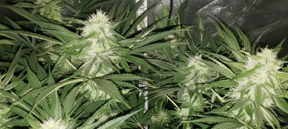 Primer plano de un cogollo de Gorilla Glue #4 en fase avanzada de floración, mostrando la extrema densidad de tricomas blancos que cubren las flores y hojas.