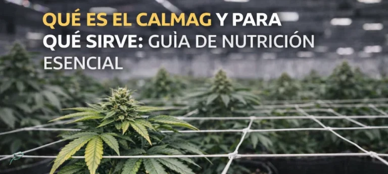 Imagen de portada para artículo sobre CalMag mostrando un cultivo saludable bajo red de SCROG con texto informativo sobre nutrición esencial.