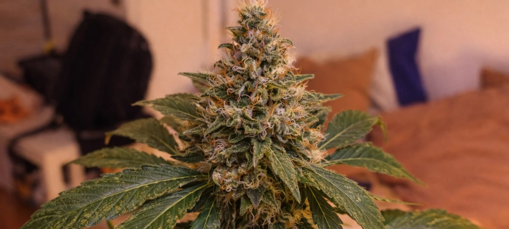 Cogollo denso de Hindu Kush en fase de maduración mostrando tricomas visibles y hojas amarilleando