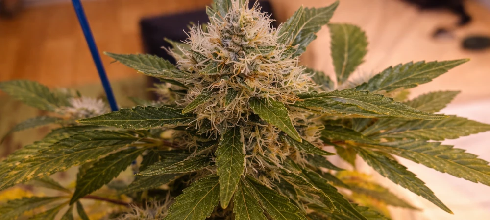 Planta de Hindu Kush en fase final de floración en interior con hojas amarillas previas a la cosecha