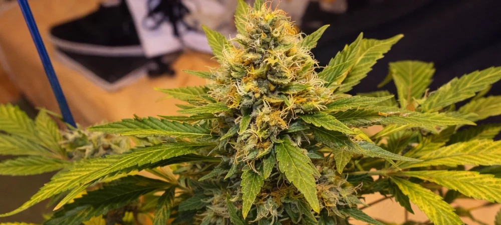 Cogollo principal de Hindu Kush en floración avanzada en cultivo interior con alta producción de resina