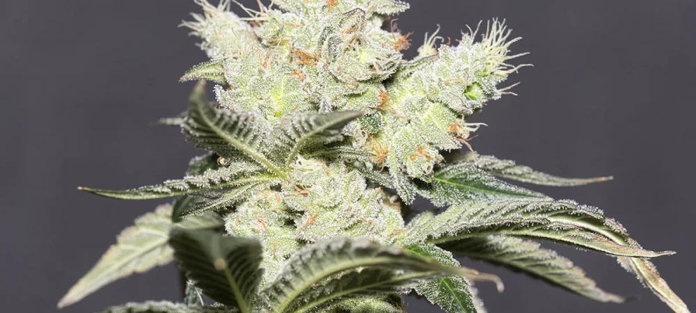 Cogollo de Jack Herer cubierto de resina y tricomas en floración