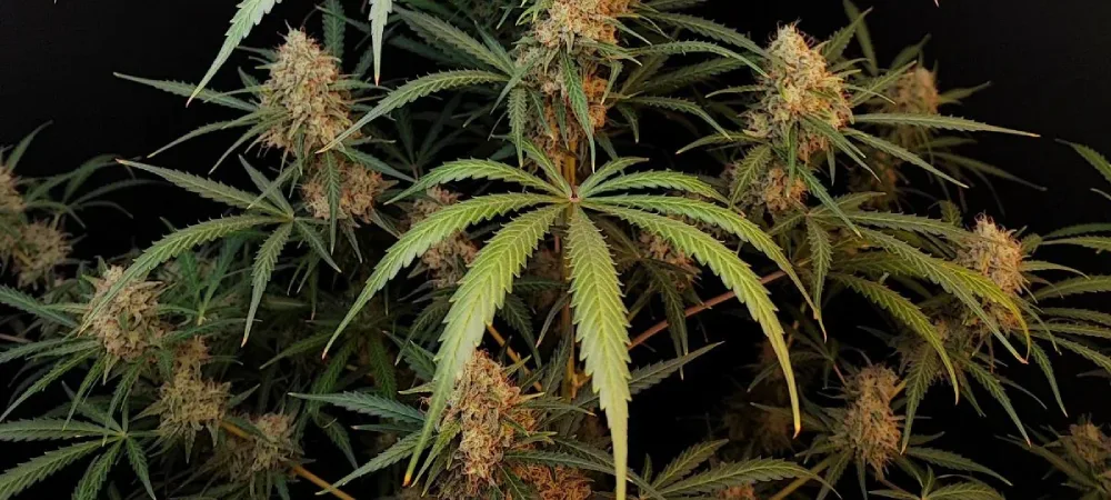 Planta de Jack Herer en floración avanzada con estructura sativa y cogollos formados