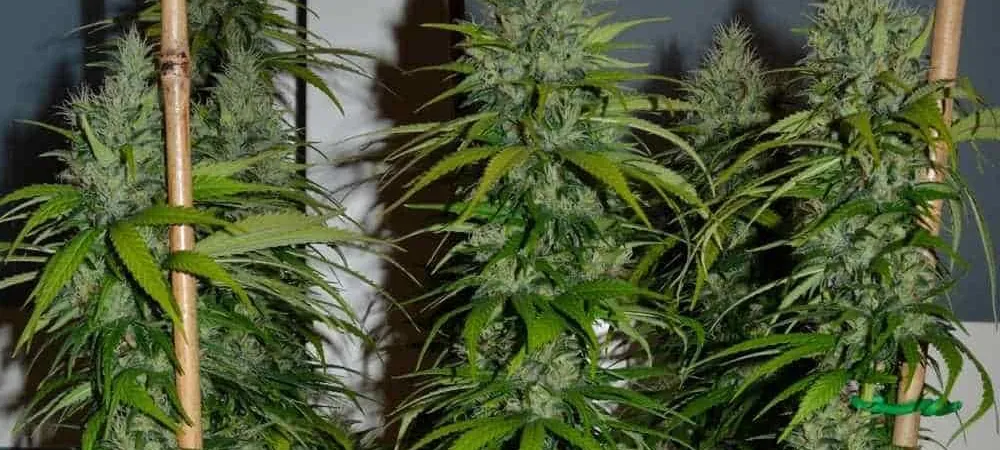 Plantas de Jack Herer en floración interior con cogollos alargados y tutores