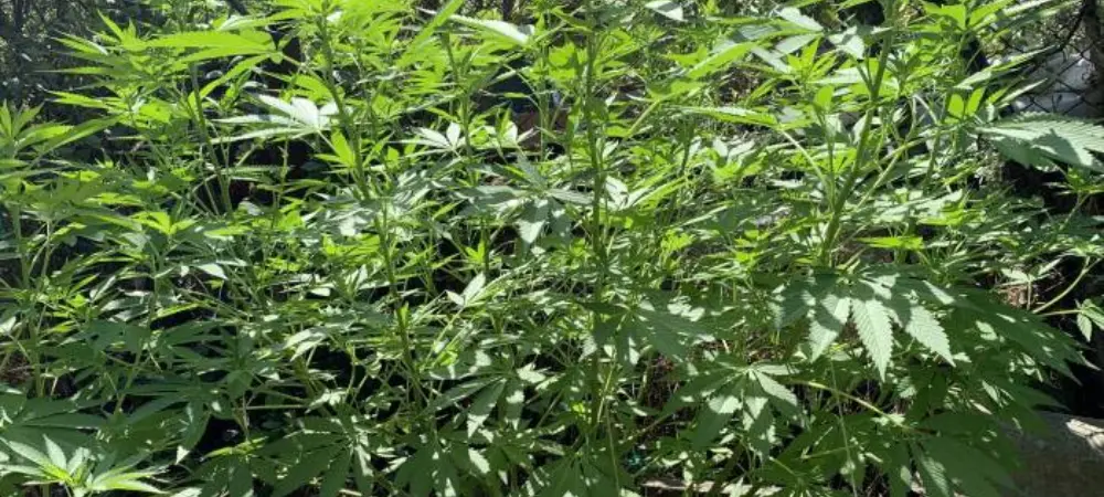 Plantas de Lemon Haze en fase de crecimiento cultivadas en exterior con desarrollo vigoroso