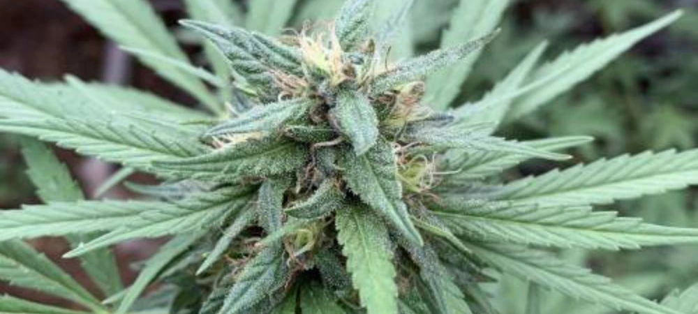 Cogollo de Lemon Haze en floración con estructura sativa y primeras capas de resina