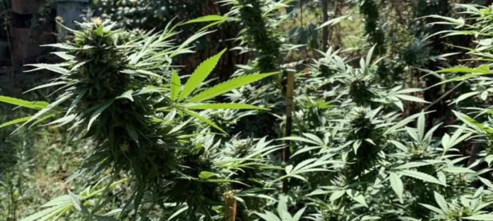 Cultivo exterior de Lemon Haze en floración con cogollos alargados y buena aireación