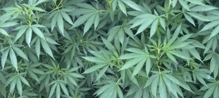 Plantas de Mango Haze en fase de crecimiento vegetativo en interior con estructura sativa