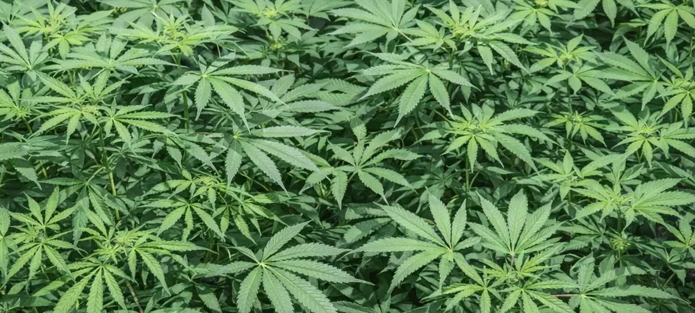 Plantas de Master Kush en fase de crecimiento vegetativo en cultivo interior bajo iluminación LED