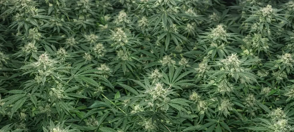 Cultivo interior de Master Kush en floración avanzada con múltiples colas principales y cogollos densos