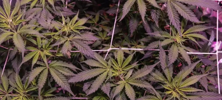 Master Kush cultivada en sistema SCROG en interior con estructura abierta y distribución uniforme de luz