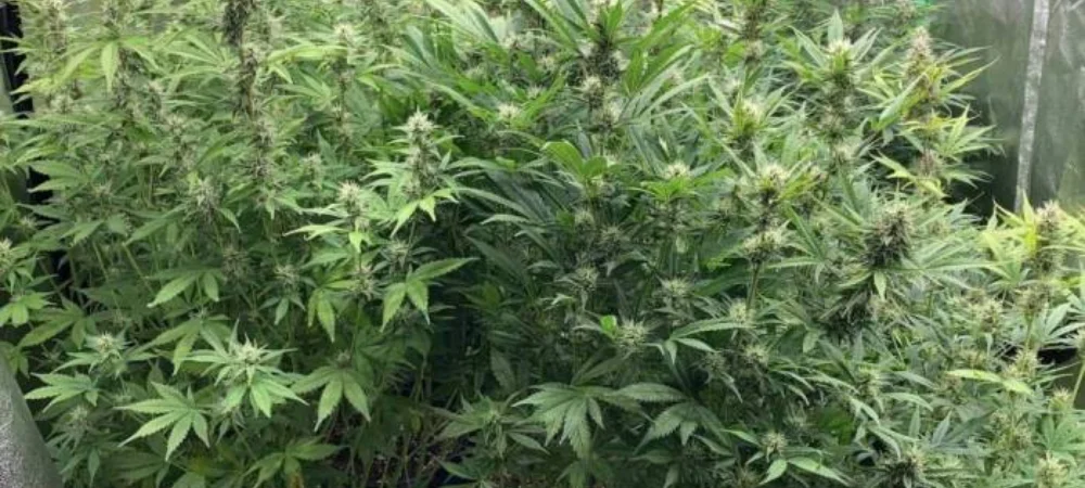 Cultivo interior de Neville’s Haze en floración avanzada mostrando plantas altas y cogollos resinosos