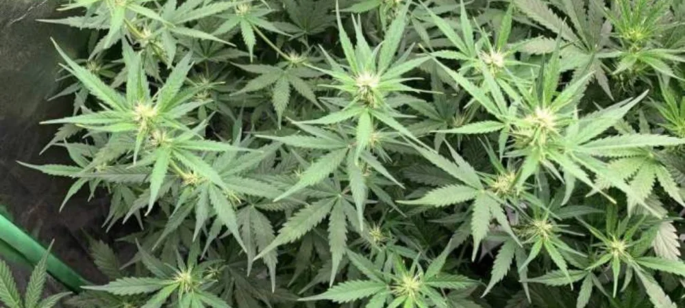 Plantas de Neville’s Haze en prefloración en cultivo interior con estructura sativa y hojas finas