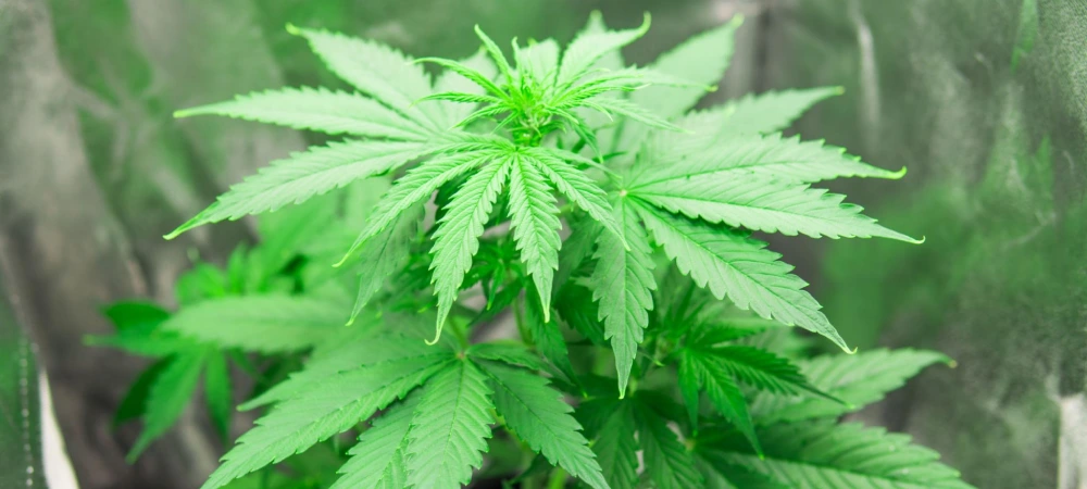 Planta joven de Northern Lights en fase inicial de crecimiento en cultivo interior