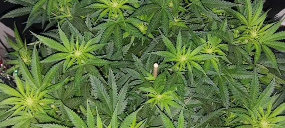 Plantas de Northern Lights en fase de crecimiento en cultivo interior con estructura compacta