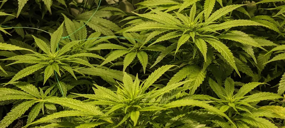 Plantas de OG Kush en fase de crecimiento vegetativo en cultivo interior bajo iluminación LED