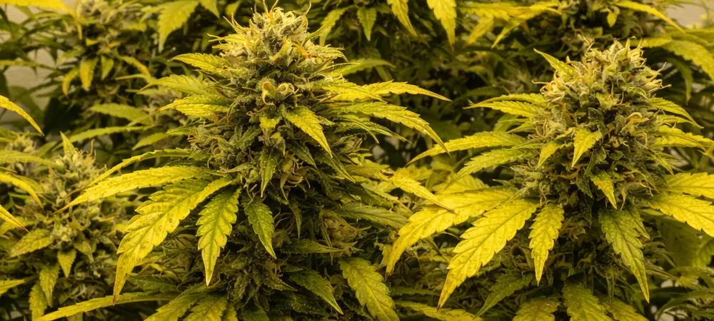 Cogollos de OG Kush en fase final de engorde mostrando alta densidad y producción de resina