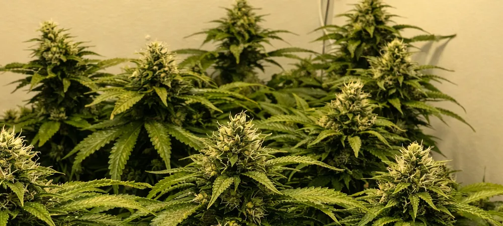 Plantas de OG Kush en floración avanzada en interior con múltiples colas principales desarrolladas