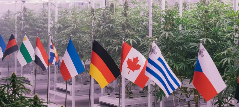 Fila de banderas de países (Alemania, Canadá, Uruguay) donde el cultivo de cannabis es legal o está regulado.