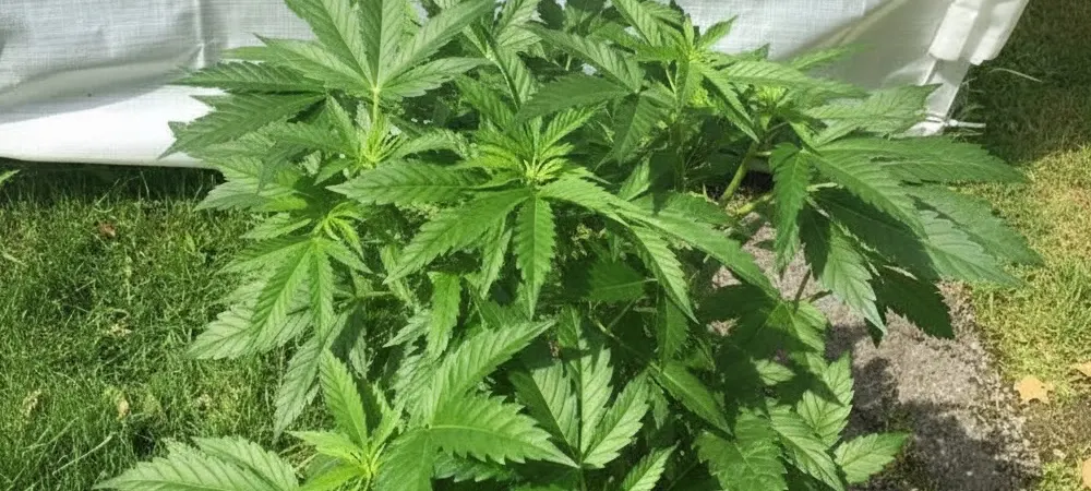 Planta de Pineapple Express en fase de crecimiento vegetativo al aire libre, mostrando una estructura de hojas sativas sanas y vigorosas.