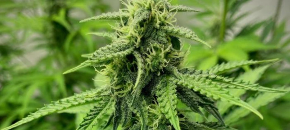 Planta de Strawberry Haze en fase de prefloración mostrando estructura sativa en interior