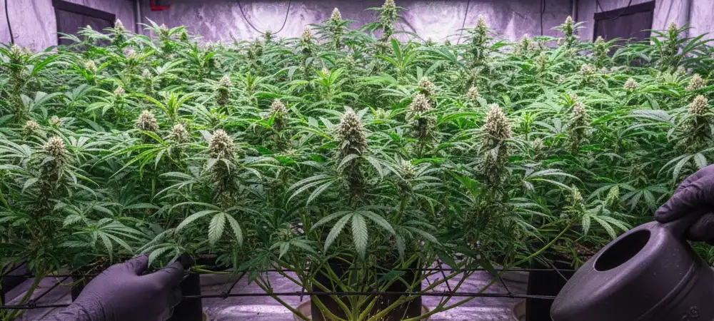 Cultivador realizando riego manual en un cultivo con técnica SCROG con un mar de flores uniforme bajo luces LED profesionales