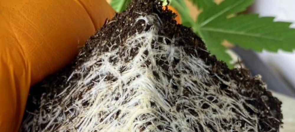 Sistema radicular sano de Strawberry Haze en cultivo en tierra durante crecimiento