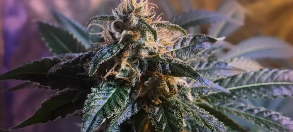 Fotografía macro de los tricomas de Wedding Cake, resaltando la calidad y densidad de la resina obtenida con Resin Boom y Candy Boom.