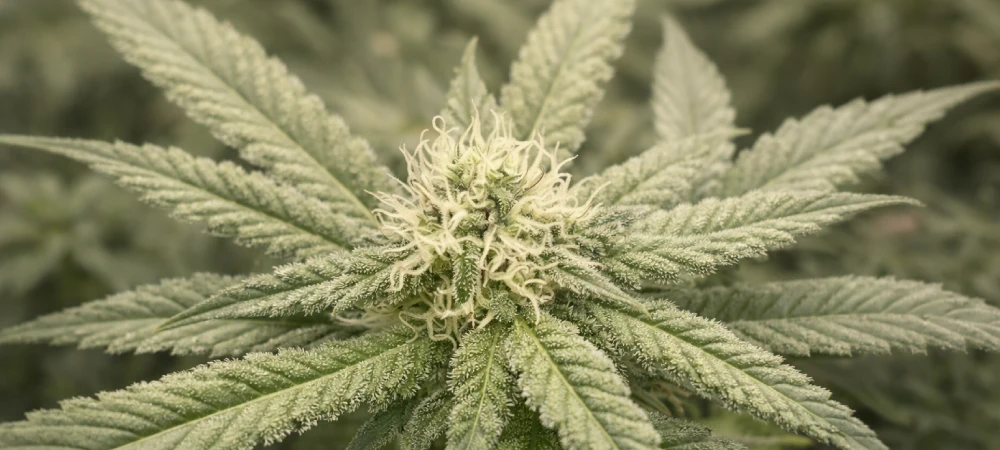 Primer plano de un cogollo maduro de la cepa Runtz, destacando su estructura compacta y la densa cobertura de resina obtenida con Candy Boom