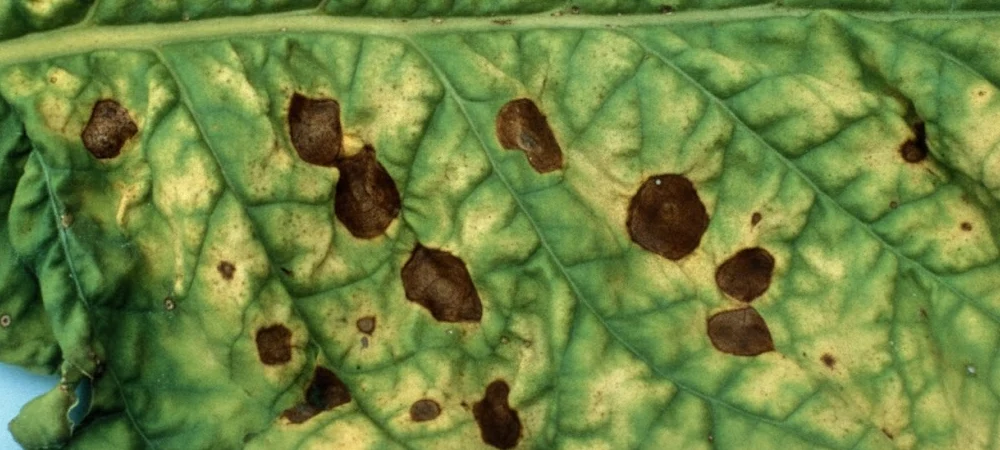 Detalle de una hoja de marihuana con manchas marrones circulares y anillos concéntricos característicos de la infección por Alternaria.