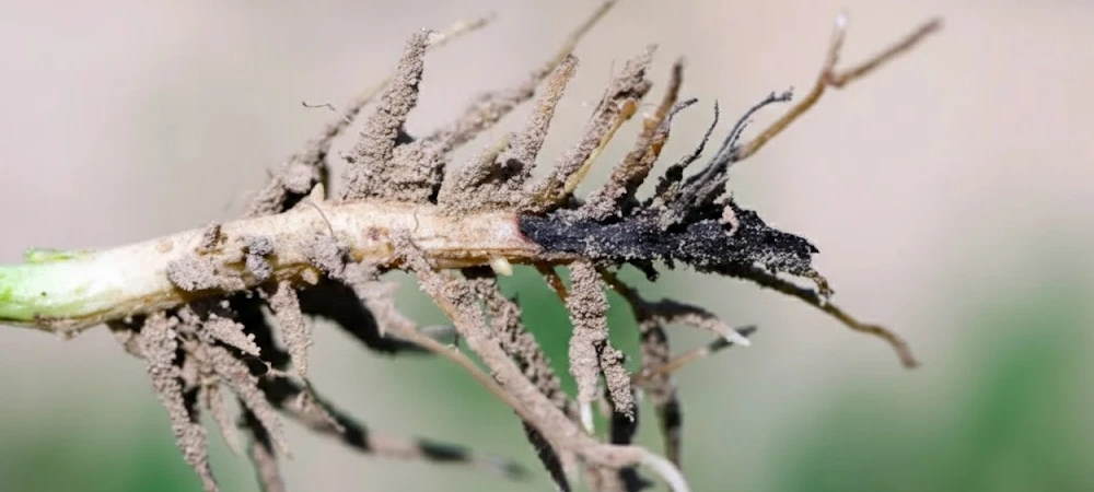 Detalle de una raíz de marihuana afectada por Fusarium, mostrando una zona de necrosis negra y tejidos descompuestos por el hongo.