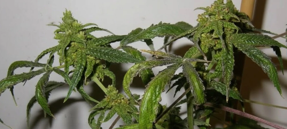 Planta de marihuana con síntomas graves de microácaro, mostrando hojas retorcidas en forma de garra y crecimiento atrofiado.