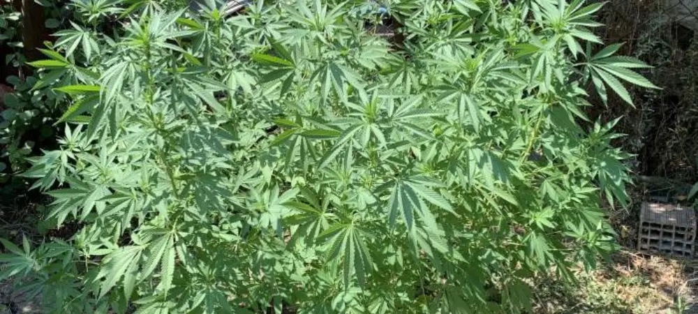Planta de Super Silver Haze en fase de crecimiento cultivada en exterior con estructura sativa
