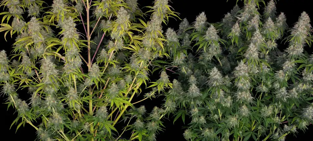 Super Silver Haze en floración avanzada con cogollos alargados y alta producción de resina