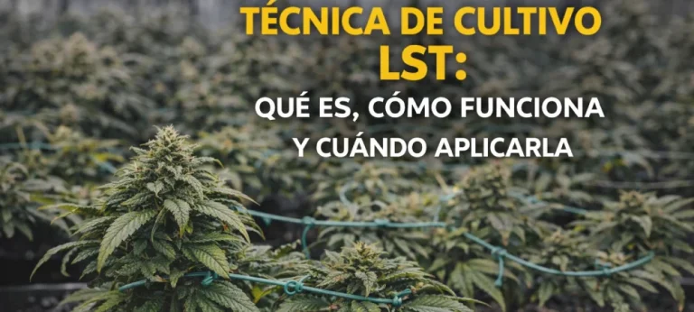 planta en cultivo indoor entrenada con la tecnica lst mediante guiado horizontal de ramas
