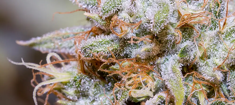 Cogollo de White Widow cubierto de resina y tricomas en floración avanzada