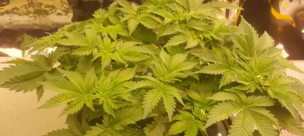 Planta de White Widow en fase de crecimiento en cultivo interior bajo luz LED
