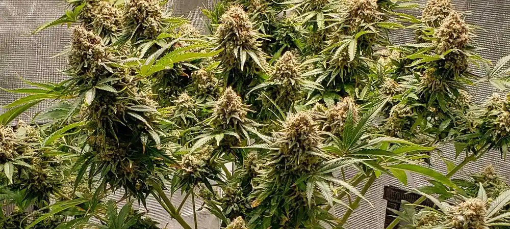 Plantas de White Widow en floración interior con alta producción de cogollos
