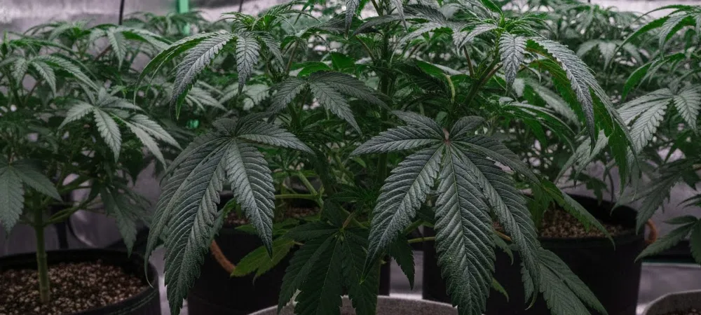 crecimiento vegetativo excesivo causado por un aporte elevado de nitrógeno en el cultivo