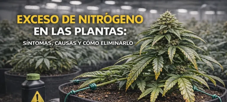 planta en cultivo indoor con síntomas visibles de exceso de nitrógeno en hojas y estructura