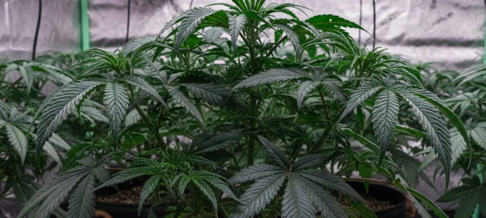 plantas en cultivo con hojas muy verdes y brillantes como síntoma de exceso de nitrógeno