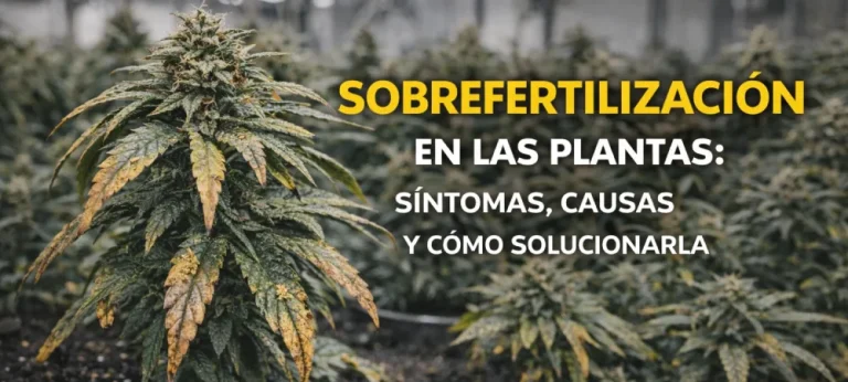 planta con síntomas visibles de sobrefertilización durante el cultivo y daños en hojas por exceso de nutrientes